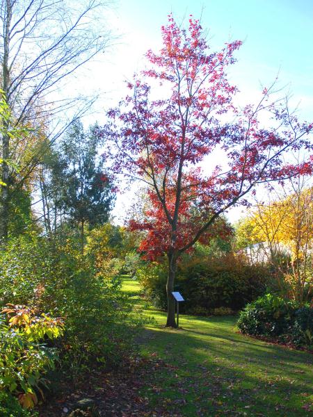 Bluebell Arboretum and Nursery